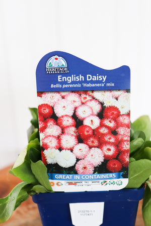 English Daisy | Bellis P. Habanera Mix