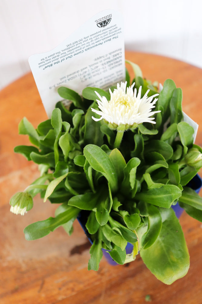 English Daisy | Bellis P. Habanera Mix