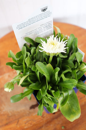 English Daisy | Bellis P. Habanera Mix