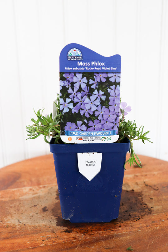 Phlox Subulata Rocky Road Violet Blue