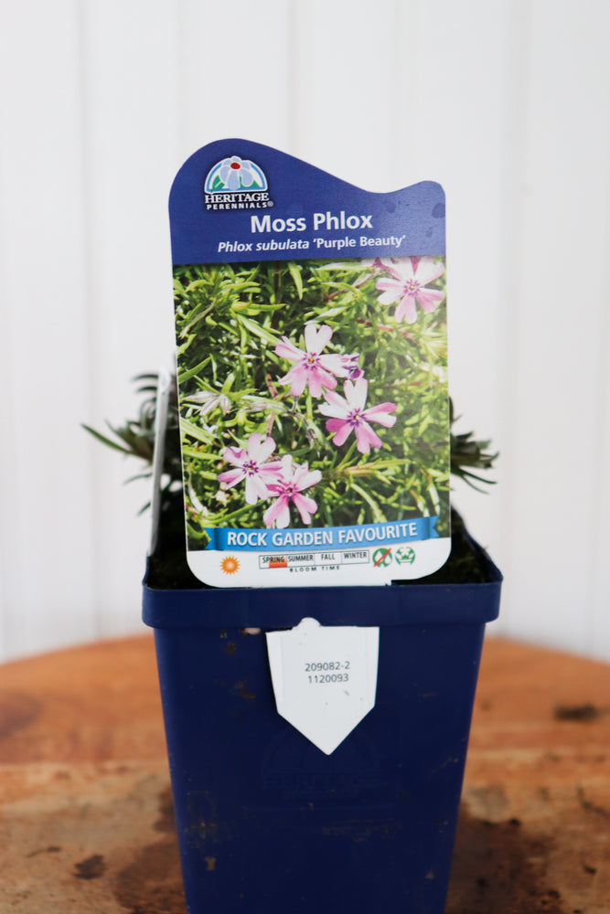 Phlox Subulata Purple Beauty