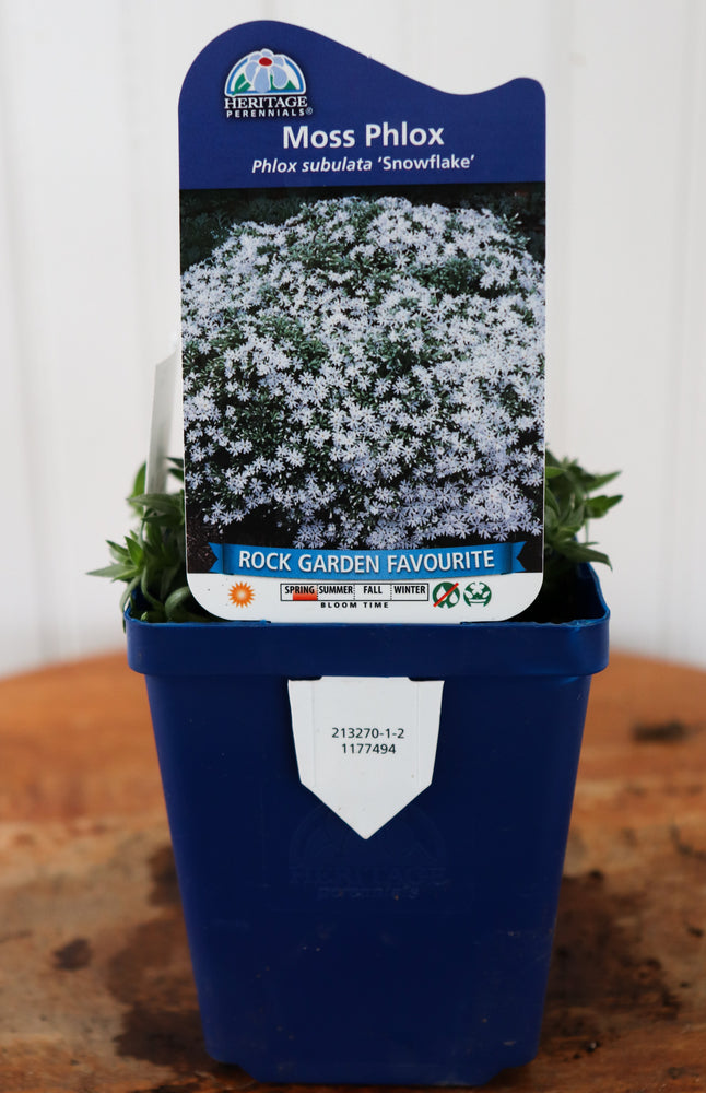 Phlox Subulata Snowflake