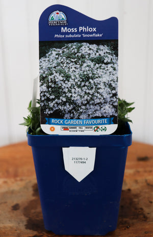 Phlox Subulata Snowflake