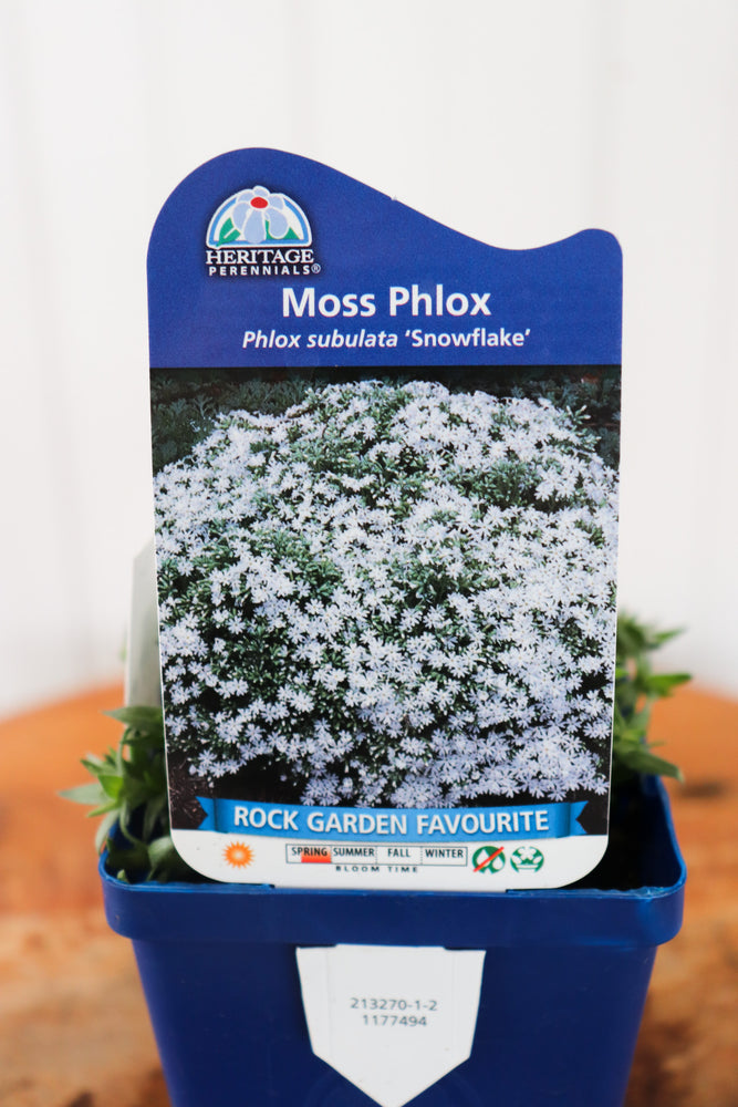 Phlox Subulata Snowflake