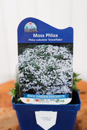 Phlox Subulata Snowflake