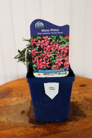 Phlox Subulata Scarlet Flame