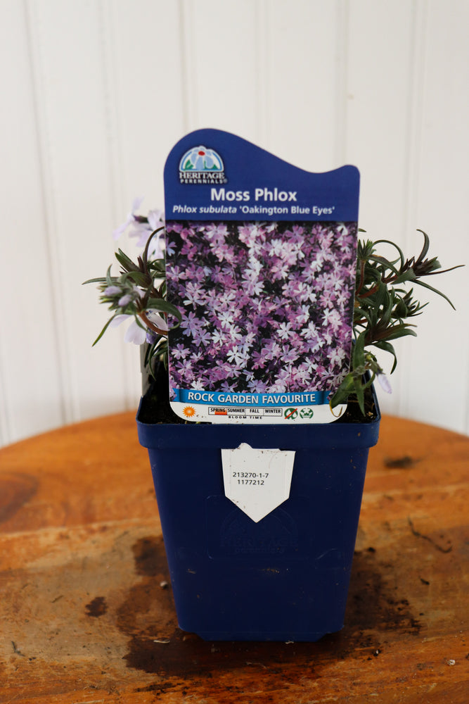 Phlox Subulata 'Oakington Blue Eyes'