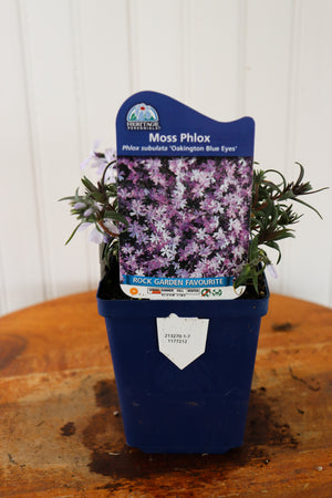 Phlox Subulata 'Oakington Blue Eyes'