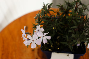 Phlox Subulata 'Oakington Blue Eyes'
