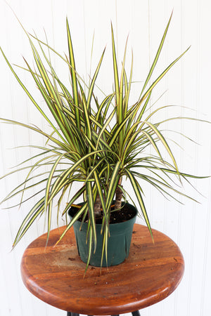 
            
                Load image into Gallery viewer, 6&amp;quot; Dracena Kiwi
            
        