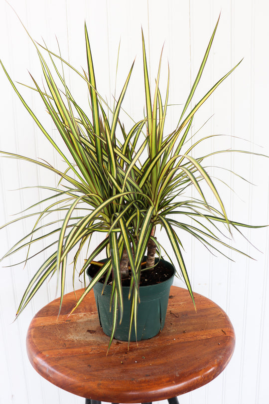 6" Dracena Kiwi