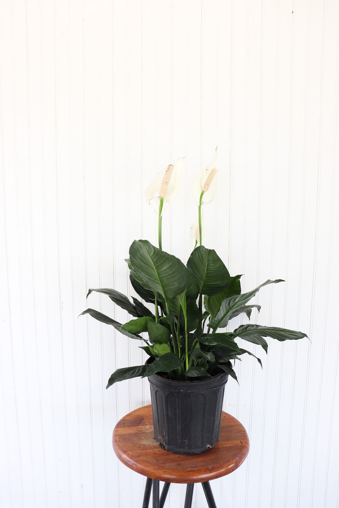8" Spathiphyllum (Peace Lily)