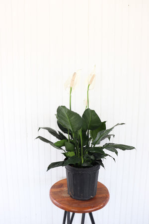 8" Spathiphyllum (Peace Lily)