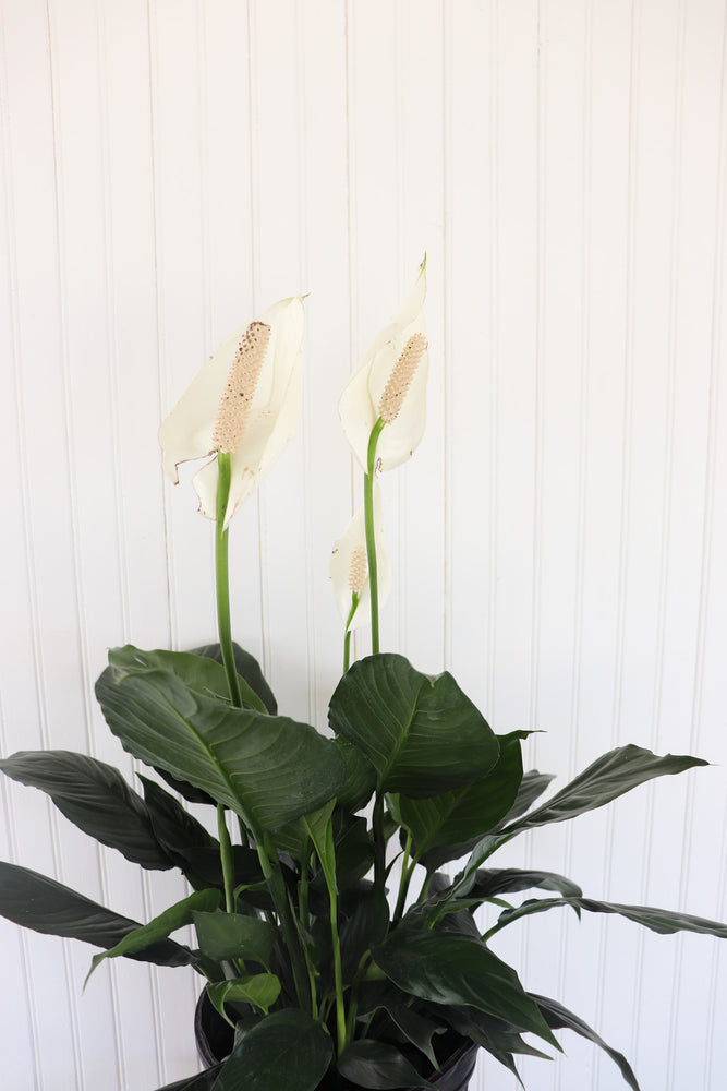 8" Spathiphyllum (Peace Lily)