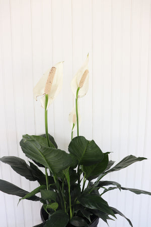 8" Spathiphyllum (Peace Lily)