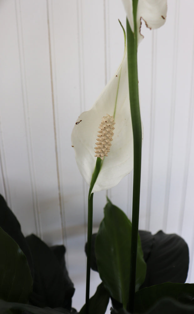 8" Spathiphyllum (Peace Lily)