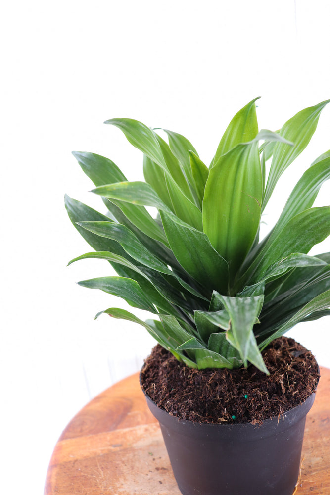 
            
                Load image into Gallery viewer, 6&amp;quot; Dracaena Janet Craig
            
        
