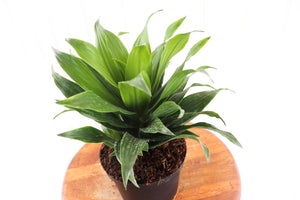 
            
                Load image into Gallery viewer, 6&amp;quot; Dracaena Janet Craig
            
        