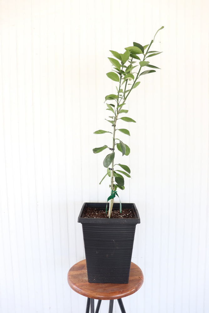 10" Navel Orange