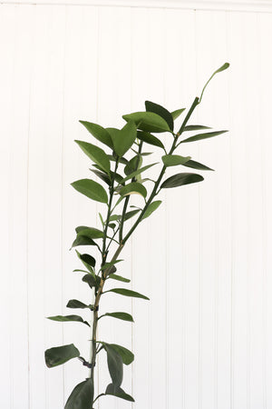 10" Navel Orange