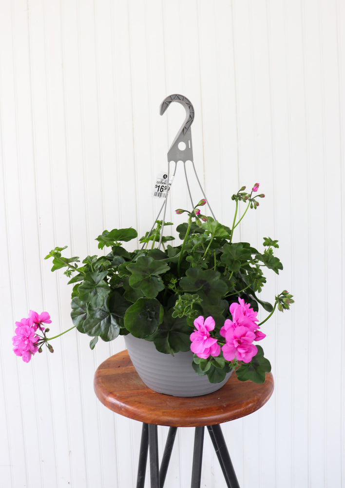 12" Ivy Geranium (Multiple Colours)