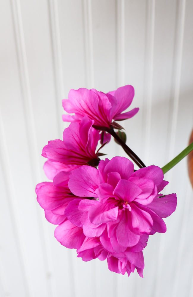 12" Ivy Geranium (Multiple Colours)