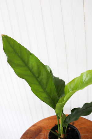 
            
                Load image into Gallery viewer, 4&amp;quot; Anthurium Hookeri Variegated
            
        