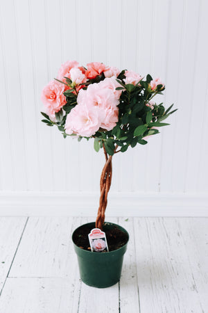 Rozalea Tree