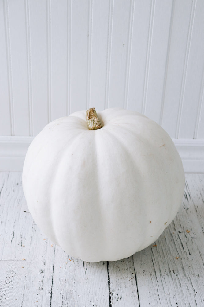 Specialty Pumpkin- White