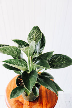 6" Philodendron Birkin