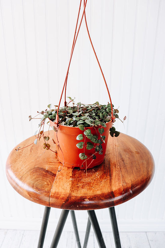 6" String of Hearts