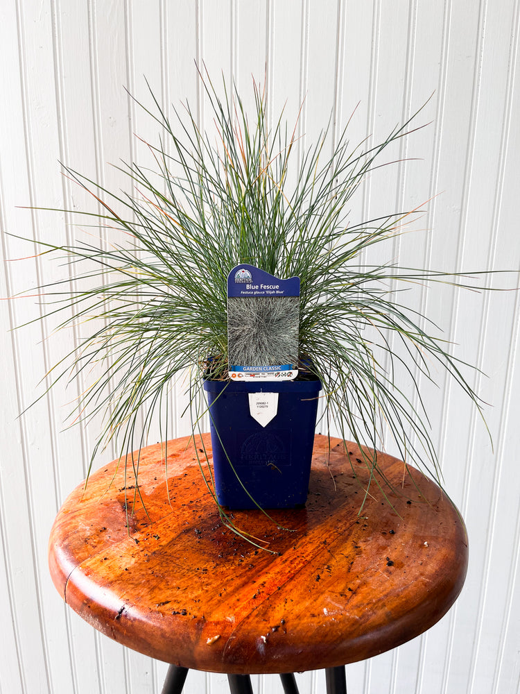 Festuca Glauca Elijah Blue