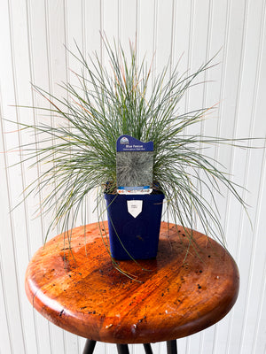 Festuca Glauca Elijah Blue