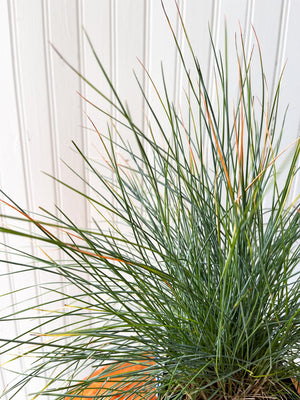 Festuca Glauca Elijah Blue