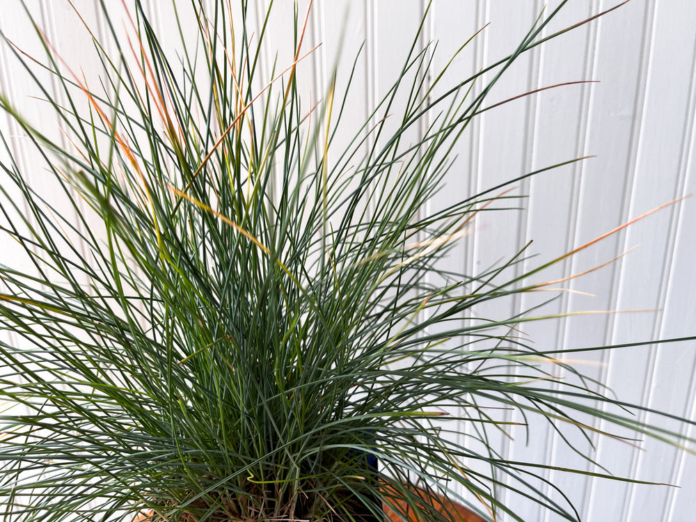 Festuca Glauca Elijah Blue