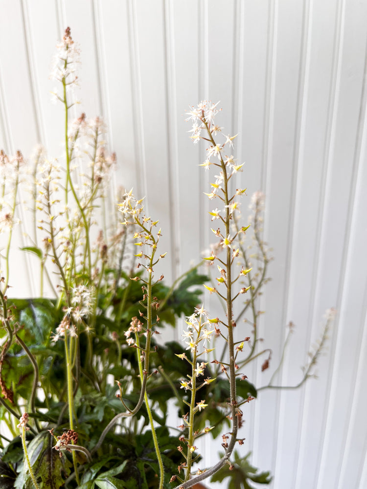 Cutting Edge Foam Flower "Tiarella"
