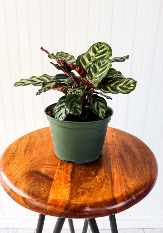 6" Calathea Makoyana