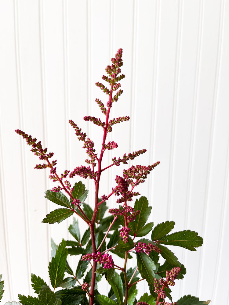Astilbe Younique Lilac