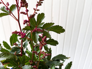 Astilbe Younique Lilac