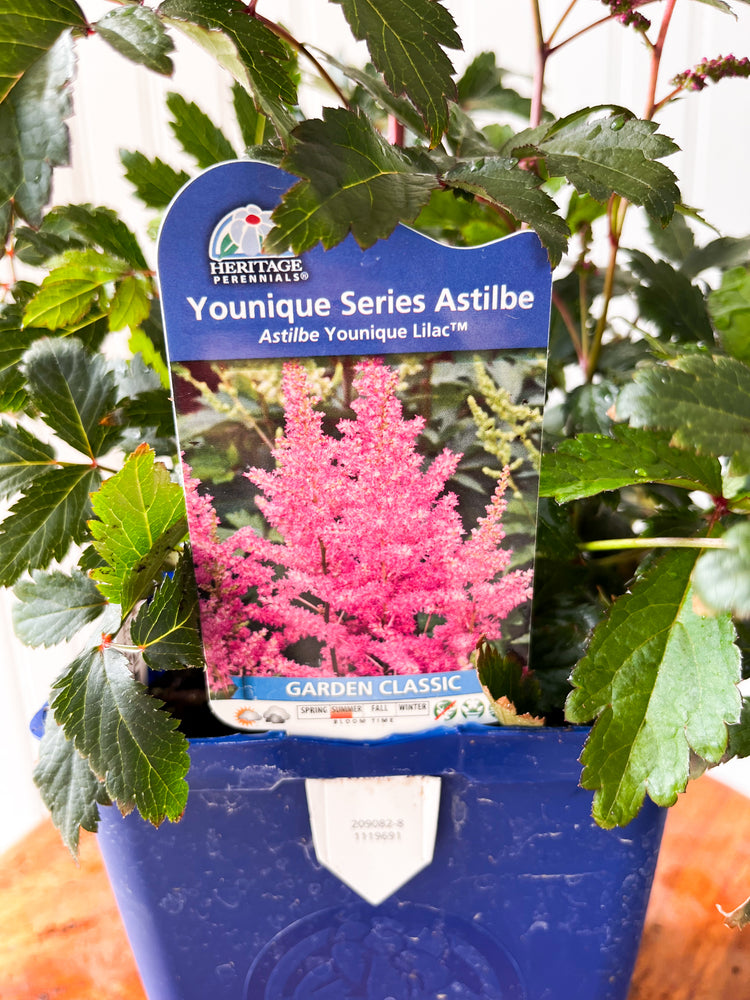 Astilbe Younique Lilac