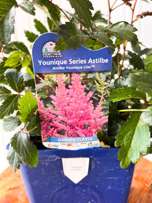Astilbe Younique Lilac
