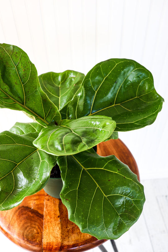6" Ficus Lyrata