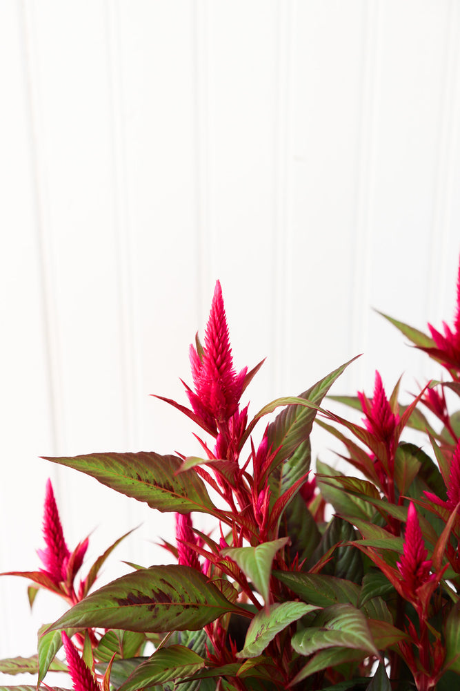 
            
                Load image into Gallery viewer, 6&amp;quot; Celosia
            
        