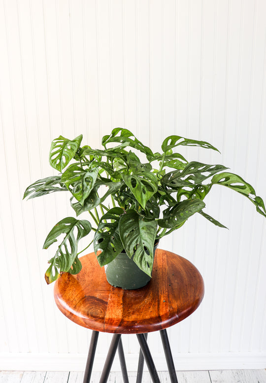 6" Monstera Adansonii "Swiss Cheese"