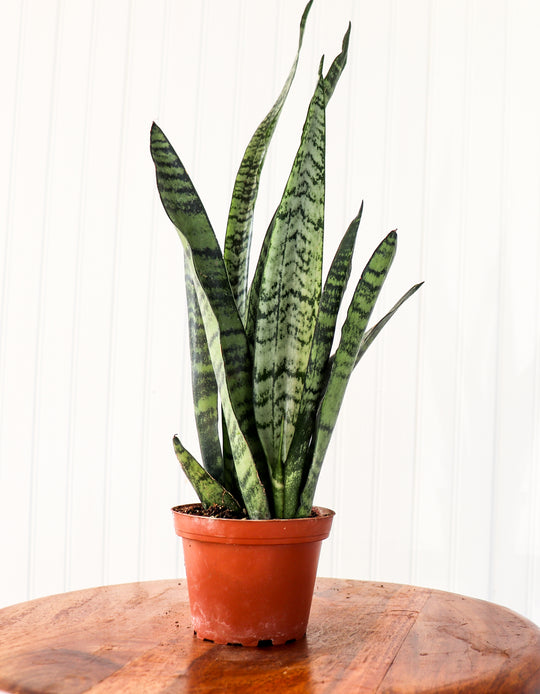4" Sansevieria Zeylanica - Snake Plant