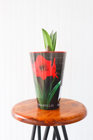 
            
                Load image into Gallery viewer, 6&amp;quot; Amaryllis
            
        
