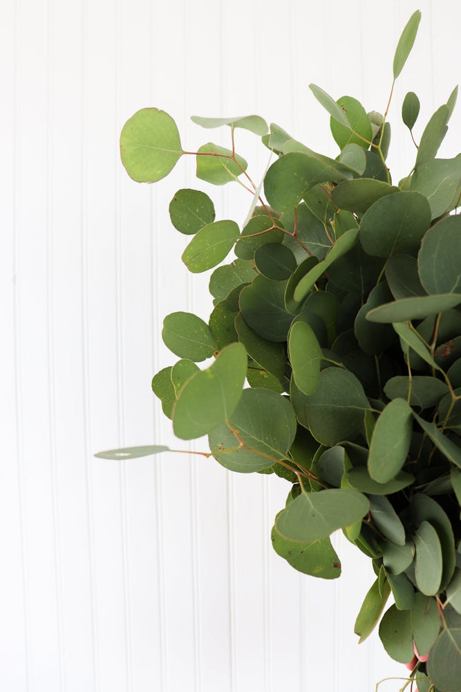 Eucalyptus Bundle - Learning Disabilities Association of Windsor Essex