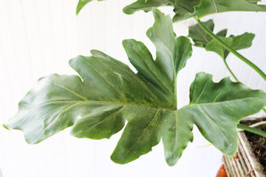 12" Philodendron Revolutions