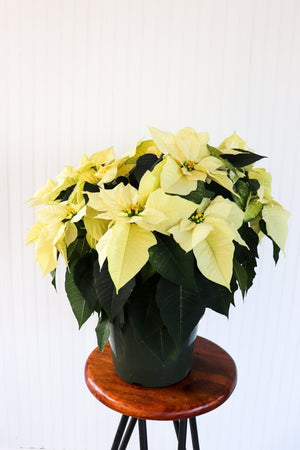 10" Poinsettia - United Way Windsor Essex