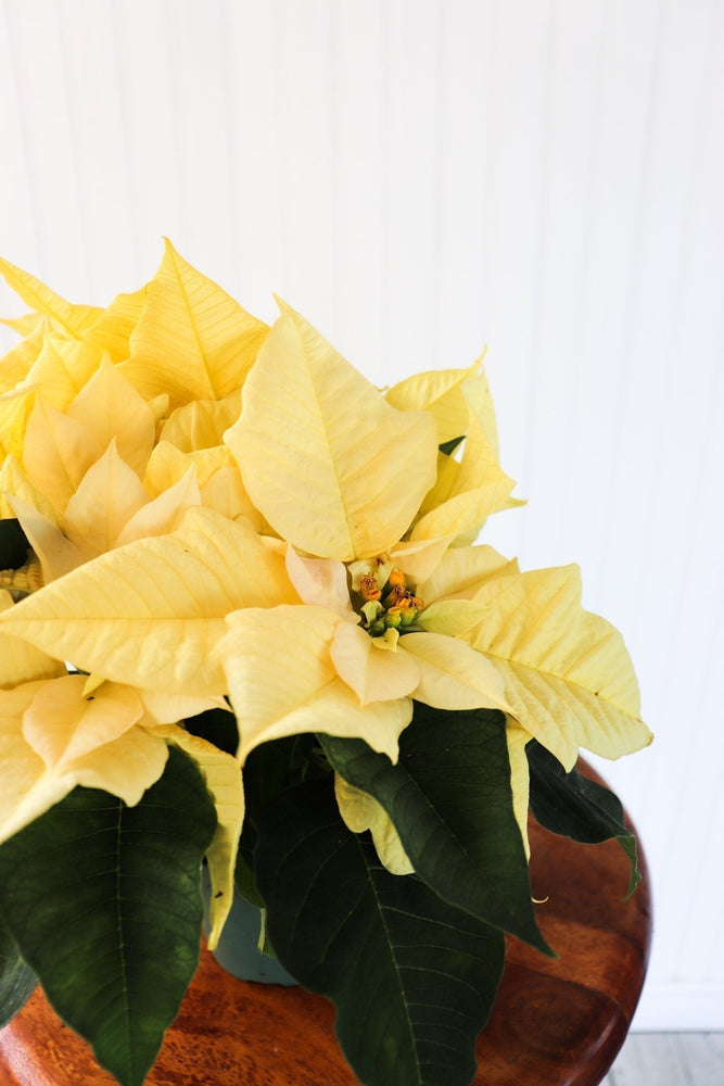 4" Poinsettia - South Windsor Skating Club